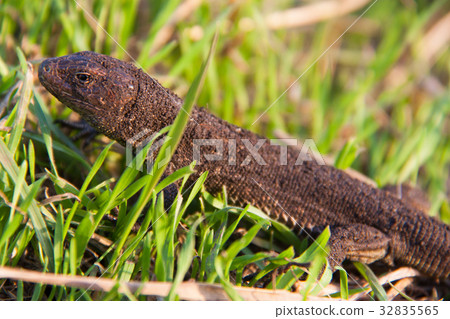 lizard in the grass on a sunny day 32835565
