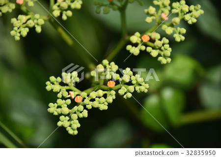 Yellow flower flower 32835950