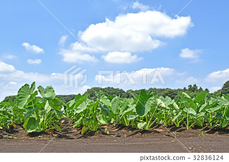 Taro field Taro field 32836124