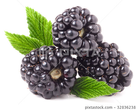 three blackberry with leaf isolated on a white 32836238