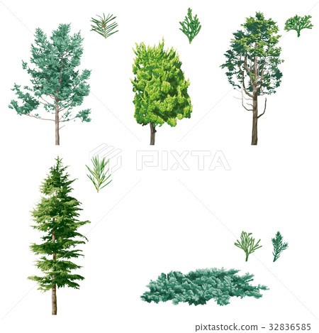 Conifer 1 Conifer 1 32836585