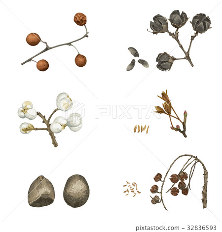 冬季種子2 32836593