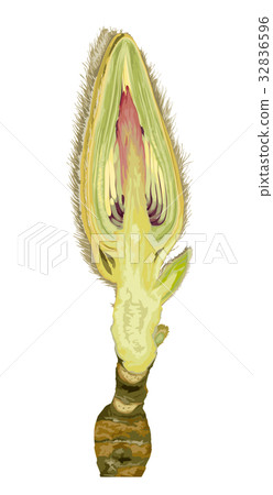 木蘭射擊橫斷面 32836596