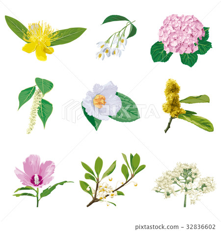 Flower 4 32836602