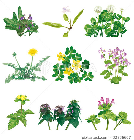 Wildflower 1 Wildflower 1 32836607