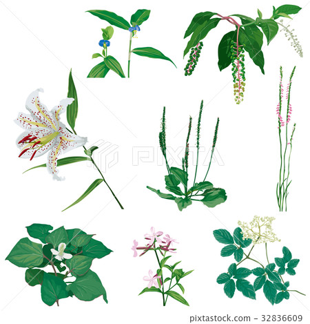 Wildflower 3 32836609