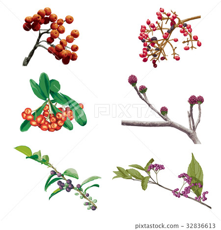 秋季水果1 32836613