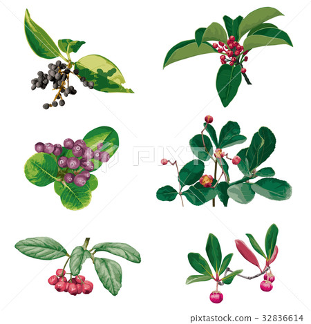 Autumn fruit 2 32836614