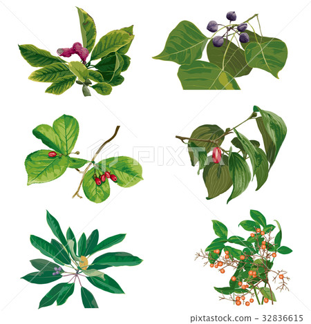 Autumn fruit 3 32836615