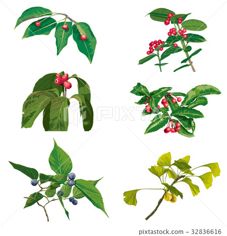 Autumn fruit 4 32836616