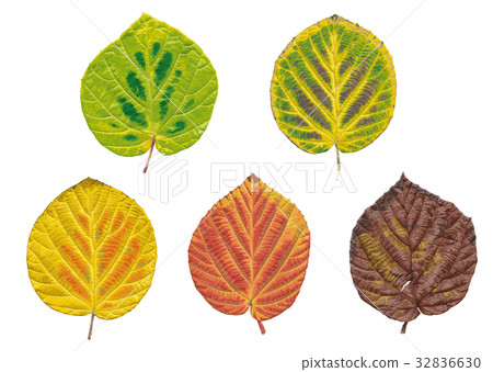 Autumn leaves 32836630