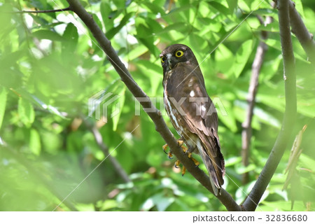 [野鳥] Aobazuku留在樹枝上 32836680