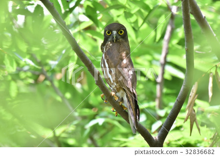 [野鳥] Aobazuku留在樹枝上 32836682