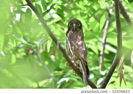 [野鳥] Aobazuku留在樹枝上 32836683