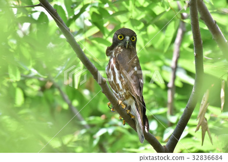 [Wild bird] Aobazuku which stays in a branch 32836684