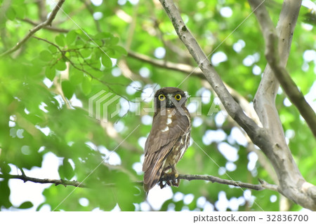 [Wild bird] Aobazuku which stays in a branch 32836700