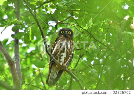 [野鳥] Aobazuku留在樹枝上 32836702