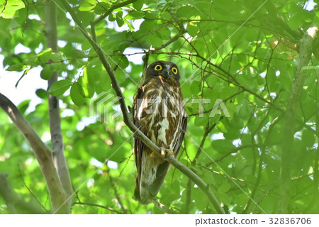 [野鳥] Aobazuku留在樹枝上 32836706