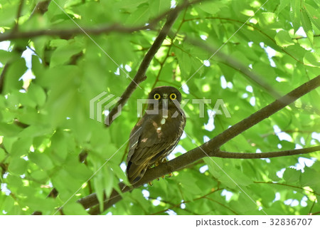 [野鳥] Aobazuku留在樹枝上 32836707
