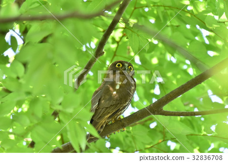 [野鳥] Aobazuku留在樹枝上 32836708