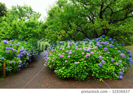 Hydrangea path and plum forest in the local forest park Hydrangea path and plum forest in the local forest park 32836837