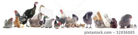 group of poultry 32836885