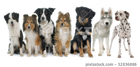 group of dogs 32836886