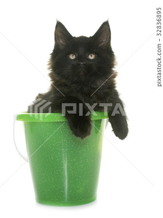maine coon kitten maine coon kitten 32836895