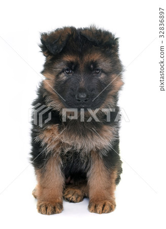 puppy german shepherd puppy german shepherd 32836897