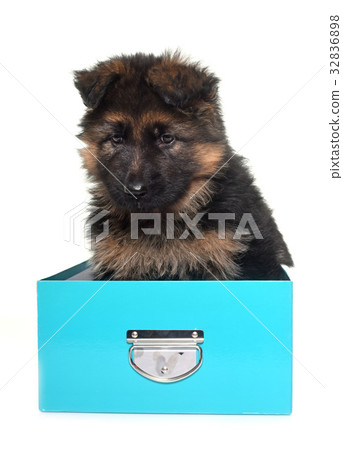 puppy german shepherd puppy german shepherd 32836898