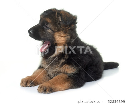 puppy german shepherd puppy german shepherd 32836899