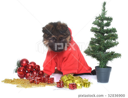 dressed puppy german shepherd dressed puppy german shepherd 32836900