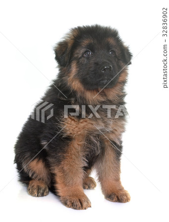 puppy german shepherd puppy german shepherd 32836902