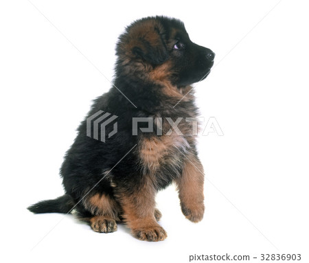 puppy german shepherd puppy german shepherd 32836903