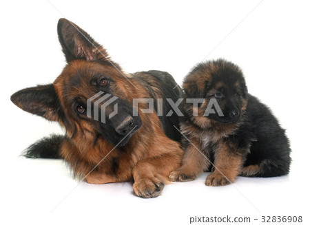 puppy and adult german shepherd puppy and adult german shepherd 32836908