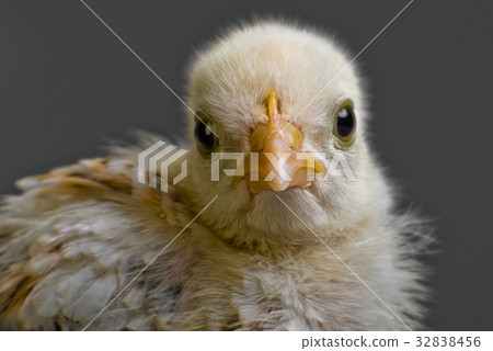 head chick head chick 32838456