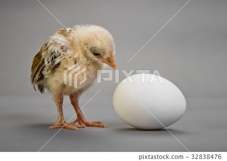 chick and egg 32838476