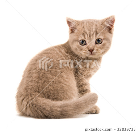 kitten 32839733