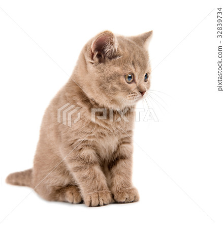 kitten 32839734