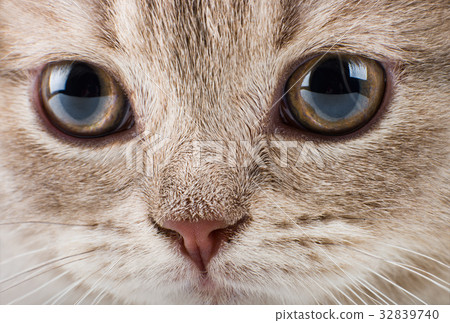 kitten 32839740