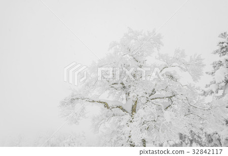 Tree covered with snow on winter storm day in forest mountains . Tree covered with snow on winter storm day in forest mountains . 32842117