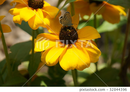Rudbeckia Totogold and Yamato Shijimi 32844396