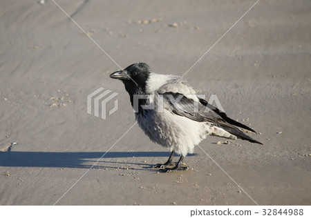 Black crow on the sea coast Black crow on the sea coast 32844988