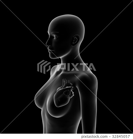 Female heart, medical model Female heart, medical model 32845057