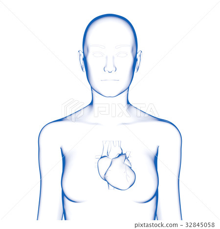 Female heart 32845058