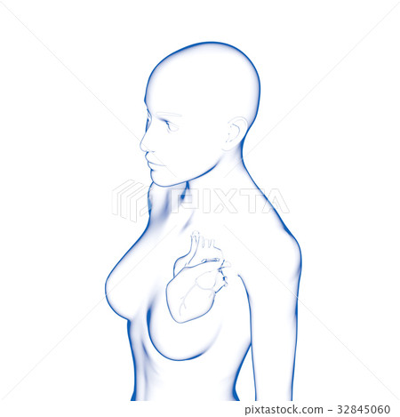 Heart model, female 32845060