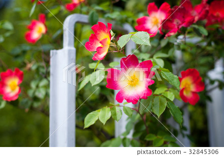 Pink rose hip flower Pink rose hip flower 32845306