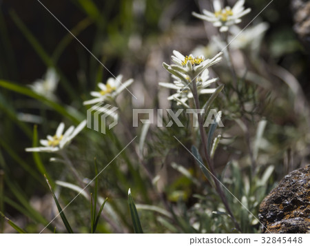 Hosoba Hinausukisou (fine leaf chick light snow grass) 32845448
