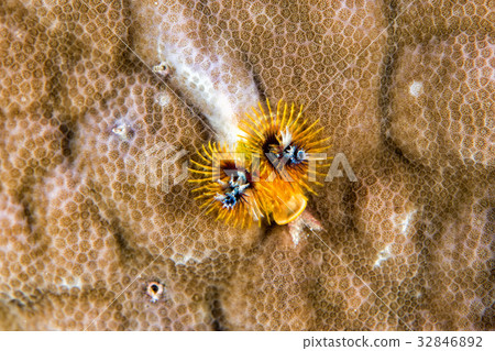 yellow and black christmas tree worm 32846892