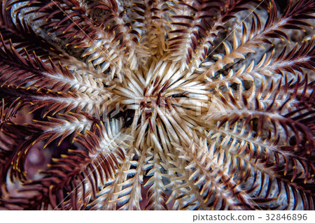crinoid detail underwater while diving 32846896